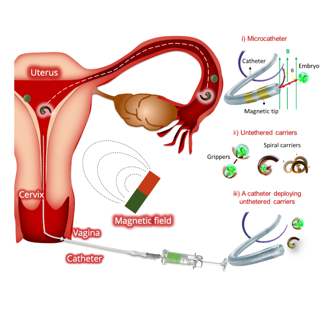 Tethered and untethered microrobotic tools for precise cell manipulation and controlled drug delivery.